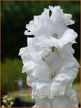 Delphinium &#39;Galahad&#39;