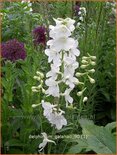 Delphinium &#39;Galahad&#39;