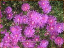 Delosperma cooperi