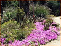 Delosperma cooperi