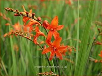 Crocosmia masoniorum