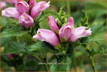 Chelone lyonii 'Hot Lips'