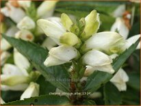 Chelone obliqua 'Alba'