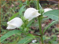 Chelone obliqua 'Alba'