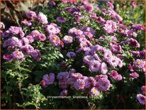 Chrysanthemum &#39;Anastasia&#39;