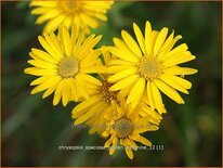 Chrysopsis speciosa 'Golden Sunshine'