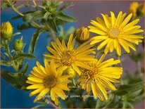 Chrysopsis speciosa 'Golden Sunshine'