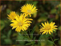 Chrysopsis speciosa 'Golden Sunshine'