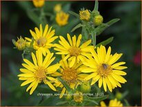 Chrysopsis speciosa 'Golden Sunshine'