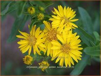 Chrysopsis speciosa 'Golden Sunshine'