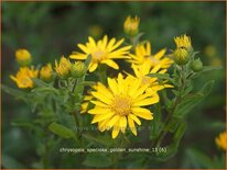 Chrysopsis speciosa 'Golden Sunshine'