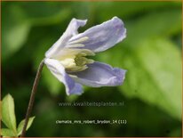 Clematis 'Mrs Robert Brydon'