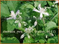 Clematis 'Mrs Robert Brydon'