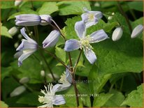 Clematis 'Mrs Robert Brydon'