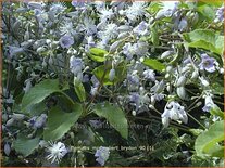 Clematis 'Mrs Robert Brydon'