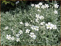 Cerastium tomentosum