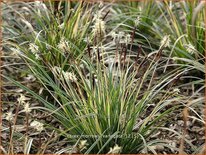 Carex morrowii &#39;Variegata&#39;