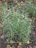 Carex muskingumensis 'Little Midge'