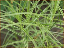 Carex muskingumensis 'Silberstreif'