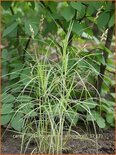 Carex muskingumensis 'Silberstreif'