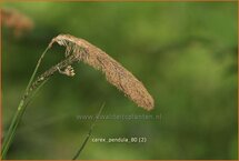 Carex pendula