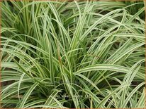 Carex 'Silver Sceptre'