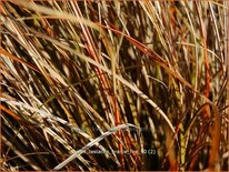 Carex testacea &#39;Prairie Fire&#39;