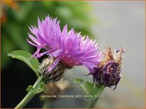 Centaurea hypoleuca 'John Coutts'