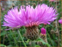 Centaurea hypoleuca 'John Coutts'