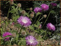 Centaurea hypoleuca 'John Coutts'