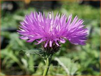 Centaurea hypoleuca 'John Coutts'