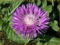 Centaurea hypoleuca 'John Coutts'