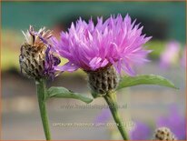 Centaurea hypoleuca 'John Coutts'