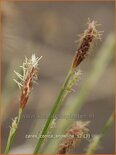 Carex conica 'Snowline'