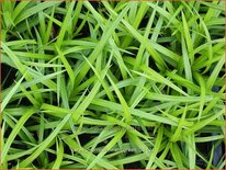 Carex morrowii &#39;Irish Green&#39;