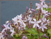 Campanula poscharskyana 'Lisduggan Variety'