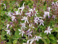 Campanula poscharskyana 'Lisduggan Variety'