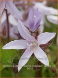 Campanula poscharskyana 'Lisduggan Variety'