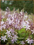 Campanula poscharskyana 'Lisduggan Variety'