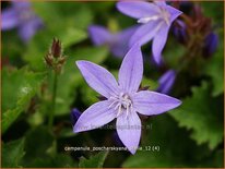 Campanula poscharskyana &#39;Stella&#39;