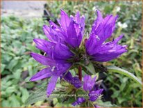 Campanula glomerata 'Acaulis'