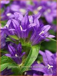 Campanula glomerata 'Acaulis'