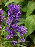 Campanula glomerata 'Acaulis'