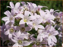 Campanula lactiflora &#39;Loddon Anna&#39;