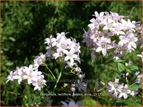 Campanula lactiflora &#39;Loddon Anna&#39;