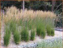 Calamagrostis acutiflora &#39;Karl Foerster&#39;