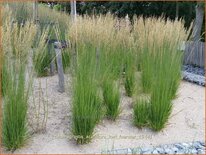 Calamagrostis acutiflora &#39;Karl Foerster&#39;