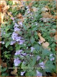 Calamintha nepeta &#39;Blue Cloud&#39;