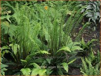 Blechnum spicant