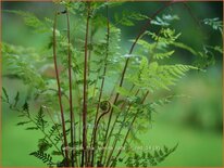 Athyrium filix-femina &#39;Lady in Red&#39;